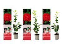 Flower-Up Camellia Planten 3x - Rood