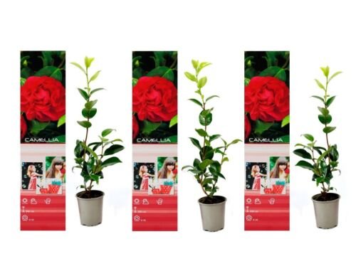 Flower-Up Camellia Planten 3x - Rood