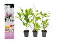 Flower-Up Magnolia Soulangeana Planten 3x - Mix