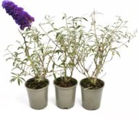 Flower-Up Vlinderplanten 3x - Buddleja Davidii - Zwart/Violet