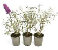 Flower-Up Vlinderplanten 3x - Buddleja Davidii - Roze