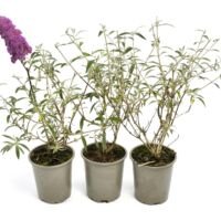 Flower-Up Vlinderplanten 3x - Buddleja Davidii - Roze