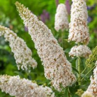 Flower-Up Vlinderplanten 3x - Buddleja Davidii - Wit