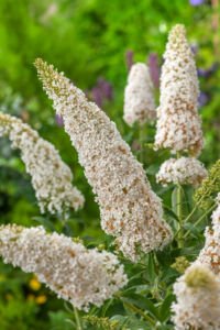 Flower-Up Vlinderplanten 3x - Buddleja Davidii - Wit