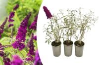 Flower-Up Vlinderplanten 3x - Buddleja Davidii - Paars/Rood