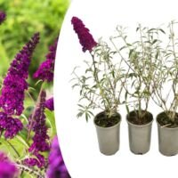 Flower-Up Vlinderplanten 3x - Buddleja Davidii - Paars/Rood