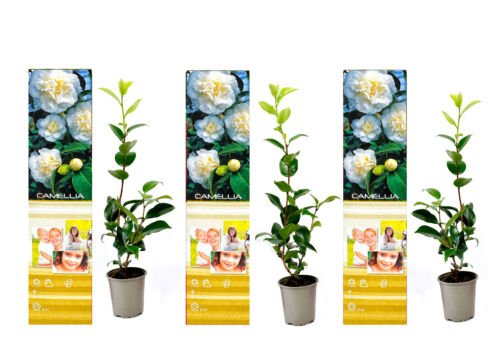 Flower-Up Camellia Planten 3x - Wit