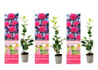 Flower-Up Camellia Planten 3x - Roze