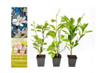 Flower-Up Magnolia Stellata Planten 3x - Mix