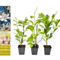 Flower-Up Magnolia Stellata Planten 3x - Mix