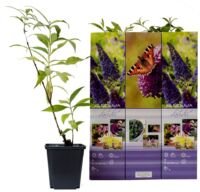 Flower-up Set van 3 Vlinderstruiken  30 - 40 cm