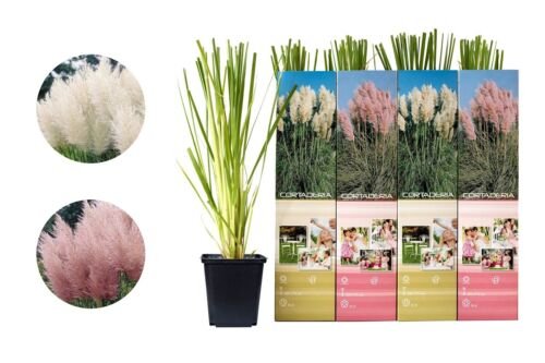 Flower-up Set van 4 Pampasgras Planten 30-40 cm
