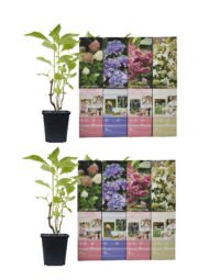 Flower-up Set van 8 Hortensia 30 – 40 cm