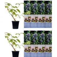 Flower-up Set van 8 Blauwe Bes Planten 30-40 cm