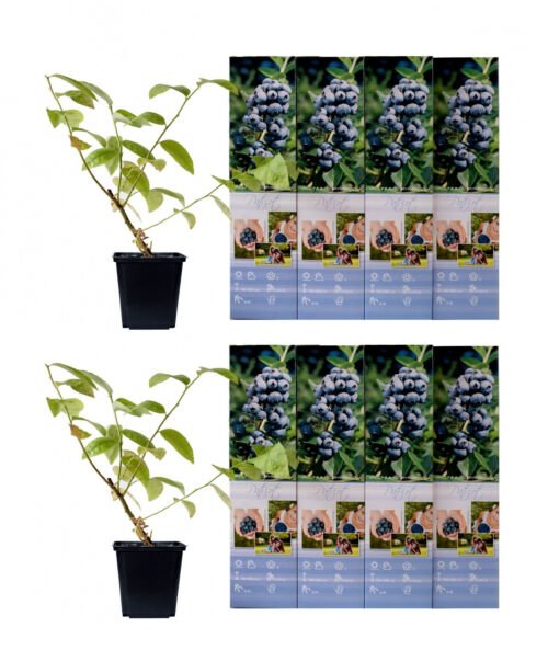 Flower-up Set van 8 Blauwe Bes Planten 30-40 cm