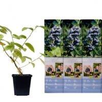 Flower-up Set van 4 Blauwe Bes Planten 30-40 cm