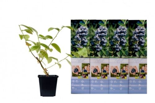 Flower-up Set van 4 Blauwe Bes Planten 30-40 cm