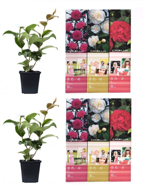 Flower-up Set van 6 Camelia 30-40 cm