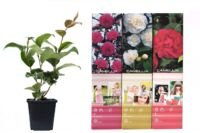 Flower-up Set van 3 Camelia 30 – 40 cm