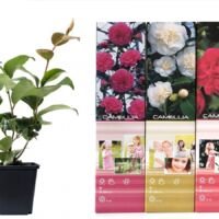 Flower-up Set van 3 Camelia 30 – 40 cm