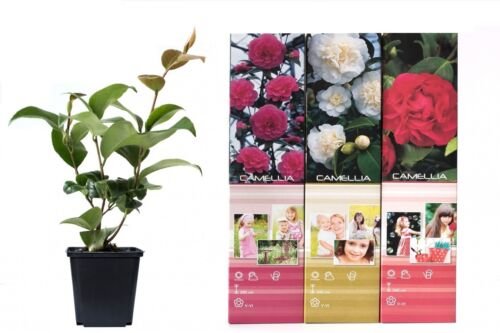 Flower-up Set van 3 Camelia 30 – 40 cm