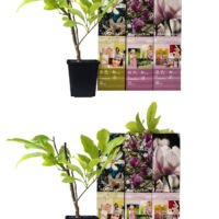 Flower-up Set van 6 Magnolia 30-40 cm