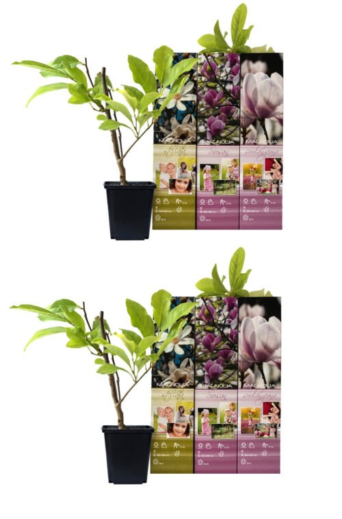 Flower-up Set van 6 Magnolia 30-40 cm