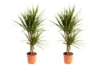 Flower-up Drakenbloedboom - Dracaena Marginata - Large - 75-80Cm - 2 Stuks